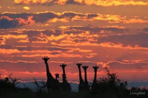tanzanie-girafes